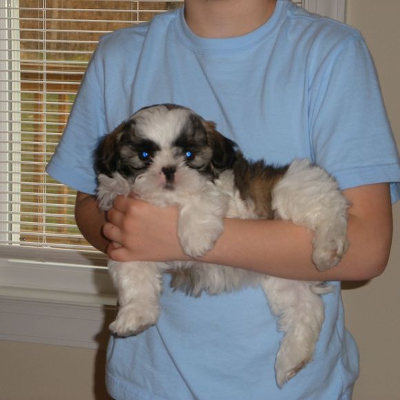 Meet your Posher, Daisy - Picture 1 of 1